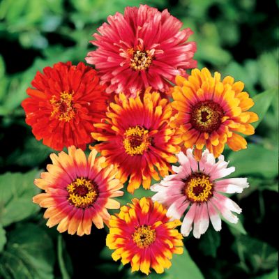 Zinnia Whirligig Hybrid