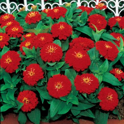 Zinnia Dreamland Scarlet Hybrid