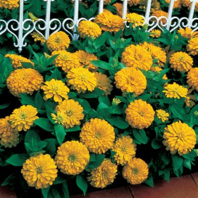 Zinnia Dreamland Yellow Hybrid