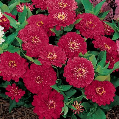 Zinnia Dreamland Red Hybrid