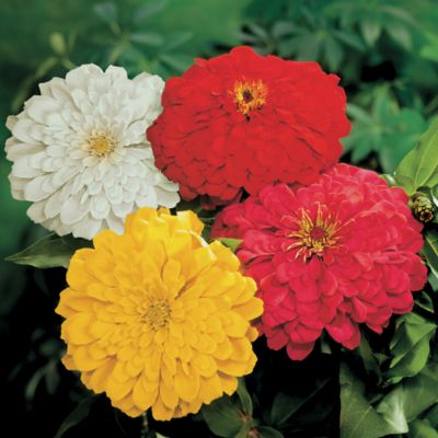 Zinnia Sunshine Hybrid Mix