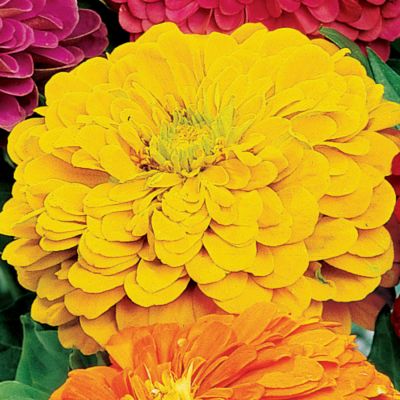 Zinnia Park
