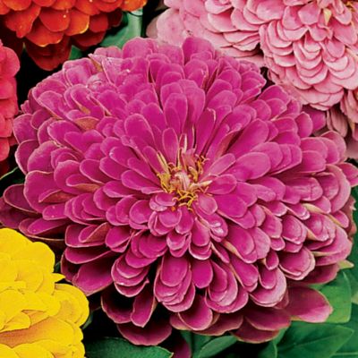 Zinnia Park
