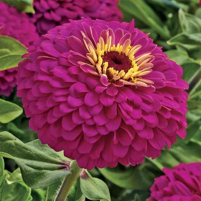 Zinnia Uproar Rose Hybrid