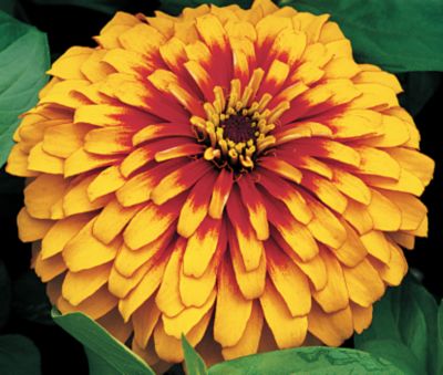 Zinnia Swizzle Scarlet and Yellow