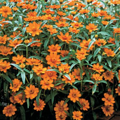 Zinnia Crystal Orange