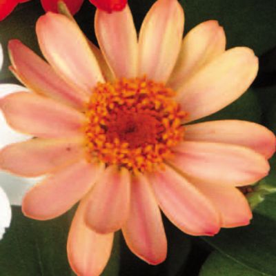 Zinnia Profusion Apricot