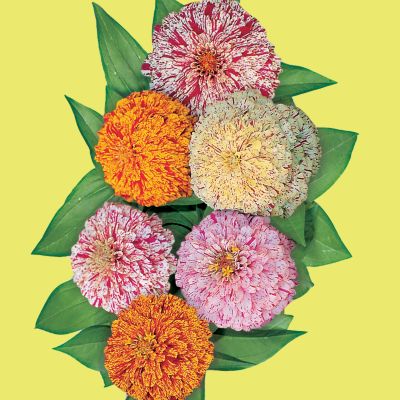 Zinnia Peppermint Stick