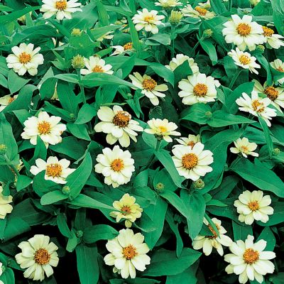 Zinnia Crystal White