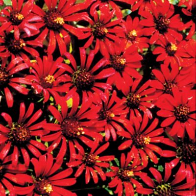 Zinnia Red Spider