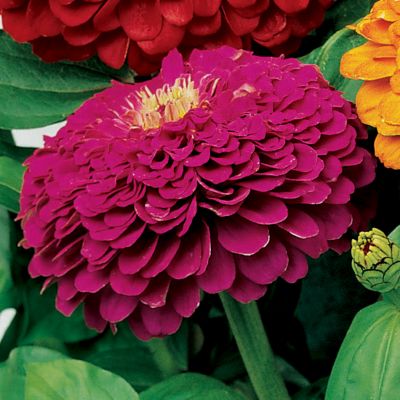 Zinnia Park