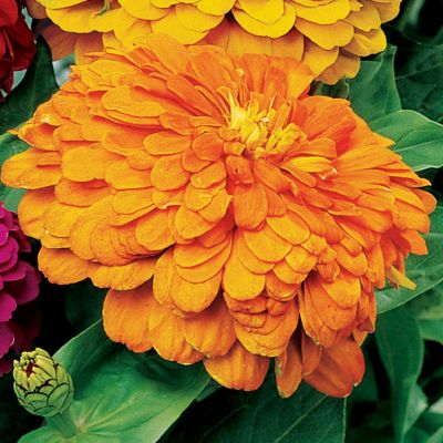 Zinnia Park
