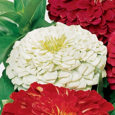 Zinnia Park