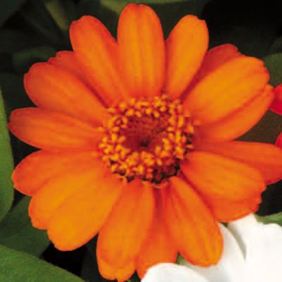 Zinnia Profusion Orange
