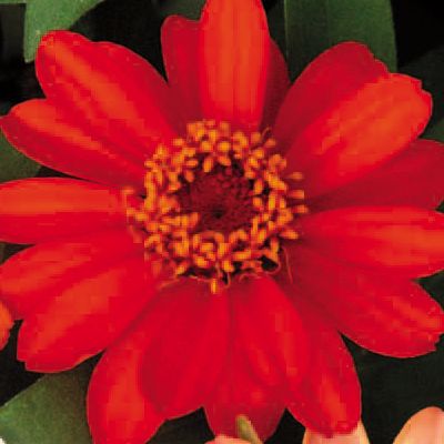 Zinnia Profusion Fire