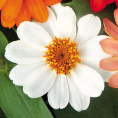 Zinnia Profusion White
