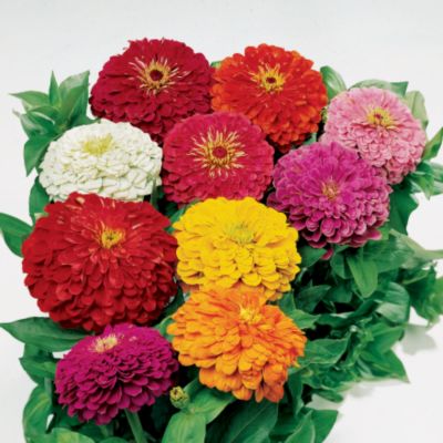 Zinnia Park