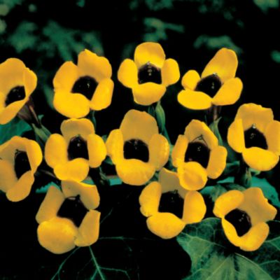 Wishbone Flower Suzie Wong: Single, 1-inch blooms have 4 bright golden-yellow petals and a wide, rounded throat of purple-red so dark it looks black. The petals are held upright around the thoat, forming a cup shape. The blooms arise above, dense, compact, dark green foliage.