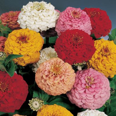 Zinnia Oklahoma Mix