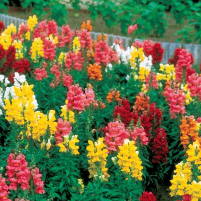 Snapdragon Sonnet Hybrid Mix