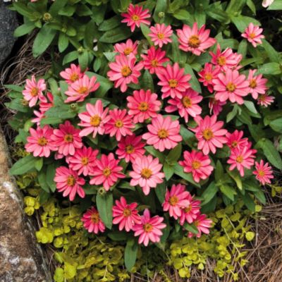 Zinnia Profusion Coral Pink