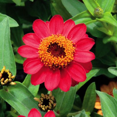 Zinnia Profusion Deep Apricot
