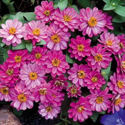 Zinnia 'Profusion Double Cherry': Double 2-inch blooms have a daisy-flowered form, with tightly-packed, long, narrow cherry-red petals surrounding a prominent eye on plants 12 to 15 inches high and wide.