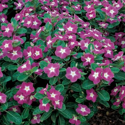 Vinca Stardust Mix