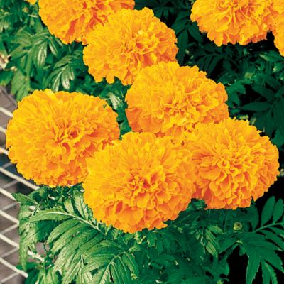 Marigold Inca II Orange Hybrid