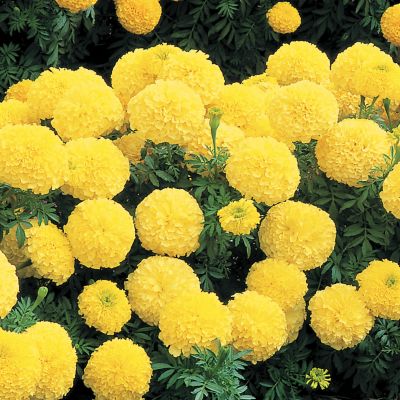 Marigold Inca II Primrose Hybrid