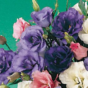 Lisianthus Echo Blue Hybrid