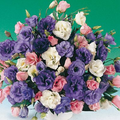 Lisianthus Echo Hybrid Mix