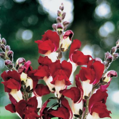Snapdragon Night and Day