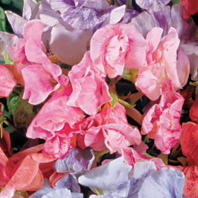 Sweet Pea Streamer Pink