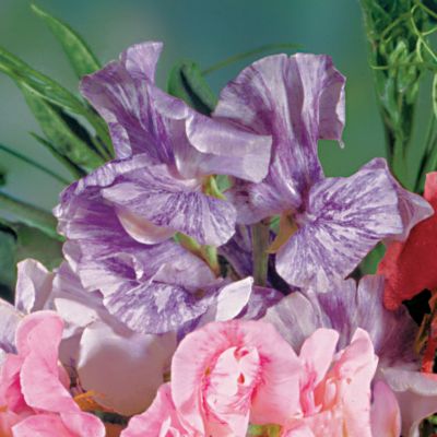 Sweet Pea Streamer Purple