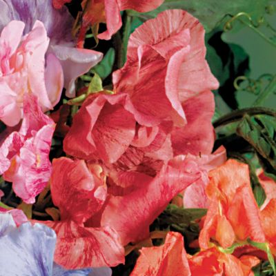 Sweet Pea Streamer Scarlet