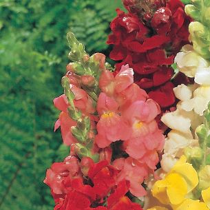 Snapdragon Rocket Pink Hybrid