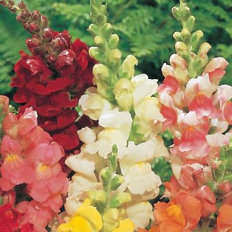 Snapdragon Rocket White Hybrid