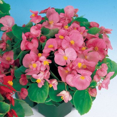 Begonia Pizzazz Pink Hybrid: 1 1/2-inch blooms of clear pink with a bright yellow center crowd atop 8 to 10-inch plants, nearly obscuring the rich green foliage.