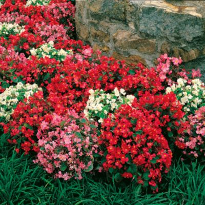 Begonia Pizzazz Hybrid Mix: 1 1/2-inch blooms of rose, white, pink, and red with a bright yellow center crowd atop 8 to 10-inch plants.