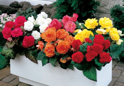 Begonia Non-Stop Hybrid Mix