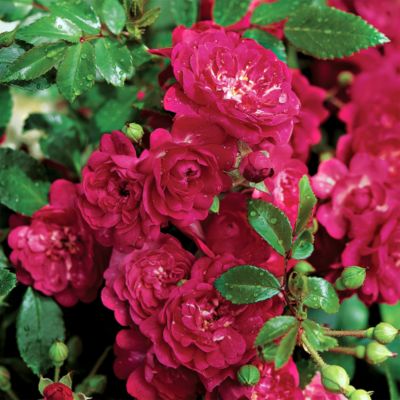 Rosa 'Fairy Queen'