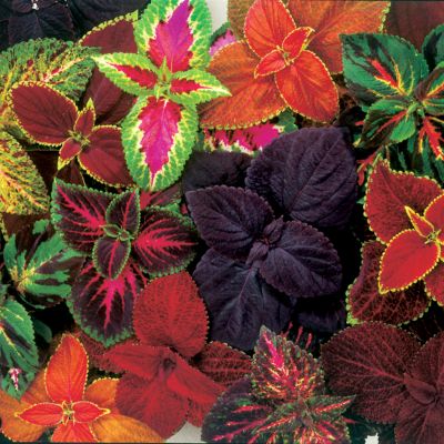 Coleus Giant Exhibition Complete Mix: Most of the leaves are 6 to 7  inches long and 4 inches wide on plants 12 to 15 inches high and wide! Colors include burgundy, scarlet, maroon, bronze, cream, pink, and white, plus bicolors.