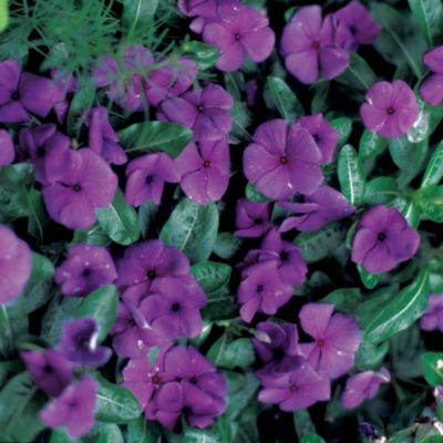 Vinca First Kiss Blueberry