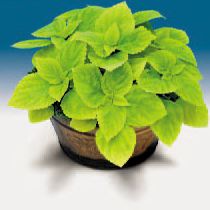Coleus Giant Exhibition Limelight