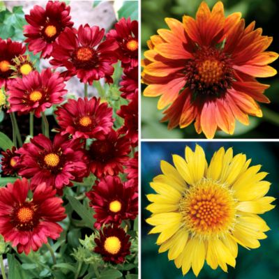 Live Annual Gaillardia Plants
