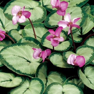 Hardy Cyclamen Lily Pad Pink: Single, 5-petalled blooms of lavender-pink are held well above the foliage, on dark stems. The petals are held at angles to one another, somewhat like the blades of a fan a pinwheel. The leaves are very large, with a rounded heart shape. They have a light green base and darker green edges and central vein. The entire leaf is brushed with a silvery sheen.
