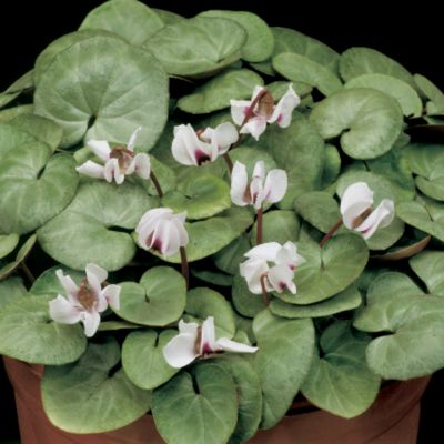 Hardy Cyclamen Lily Pad White: Single, 5-petalled blooms of pure white are held well above the foliage, on dark stems. The petals are held at angles to one another, somewhat like the blades of a fan a pinwheel. The leaves are very large, with a rounded heart shape. They are a pale olive green with a silvery sheen.