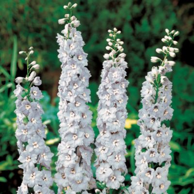 Larkspur Earl Grey