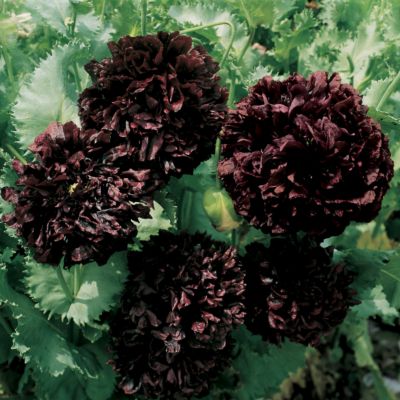 Poppy Park's Black Peony: 4- to 5-inch, fully double blooms have short, erect, slightly curled petals of darkest maroon, tightly packed in whorls somewhat like a Peony or Rose. They arise atop erect, sturdy green stems.